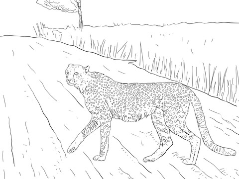 Southern Africa Cheetah Coloring Page